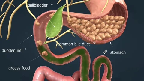 Function of gall bladder 스톡 동영상 270817390