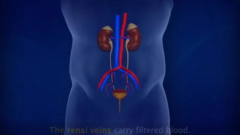 Function of kidneys and urine formation 스톡 동영상 319946913