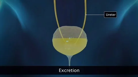 Function of kidneys 스톡 동영상 319947009