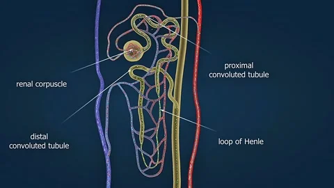 Function of nephrons 스톡 동영상 306511044