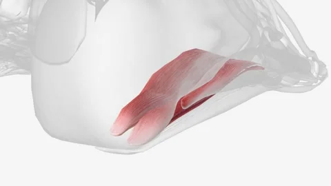 The function of quadratus plantae is to help straighten the pull 스톡 동영상 270149384