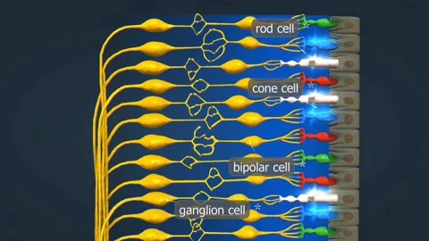 Function of retina of eye Stock Footage 278611063