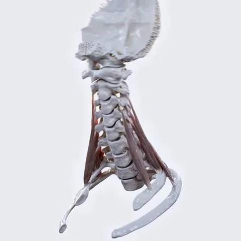 Function of the scalene muscles 스톡 동영상 332001035