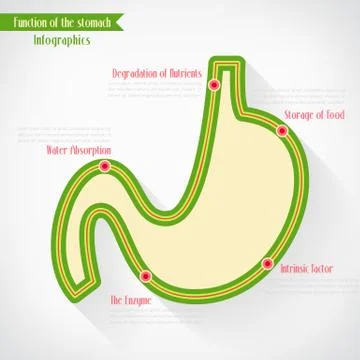 Function of stomach infographics, vector eps10 Illustrazione stock