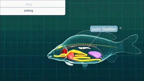 Function of swim bladder of fish while rising and sinking 스톡 동영상 283596324
