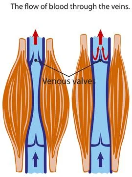 Function of venous valves Stock Illustration