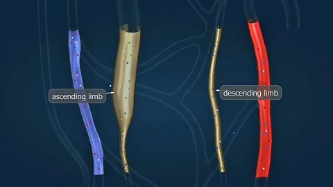 Function of wastes and filtration through loop of henle of nephron Stock Footage 306511279