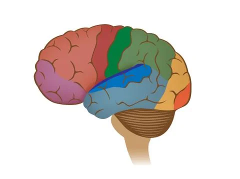 Functional areas of the brain Stock Illustration