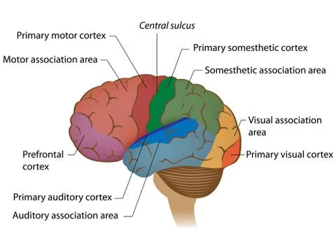 Functional areas of the brain labeled Stock Illustration