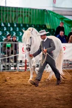 Functionality testing of horses of purebred spanish, spain 写真素材