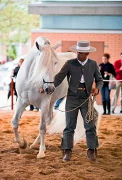 Functionality testing of horses of purebred spanish, spain 写真素材