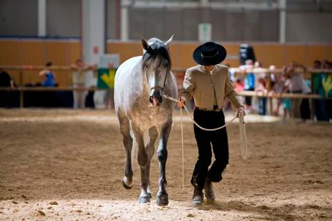Functionality testing of horses of purebred spanish, spain Stockfoto's