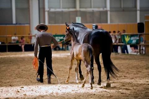 Functionality testing of horses of purebred spanish, spain 写真素材