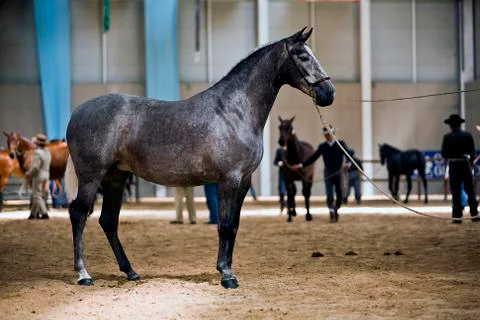 Functionality testing of horses of purebred spanish, spain Stockfoto's