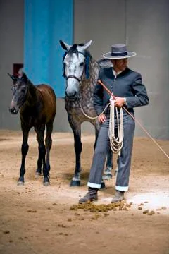 Functionality testing of horses of purebred spanish, spain 写真素材