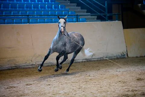 Functionality testing of horses of purebred spanish, spain Stockfoto's