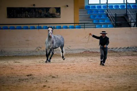 Functionality testing of horses of purebred spanish, spain 写真素材