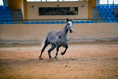 Functionality testing of horses of purebred spanish, spain 写真素材