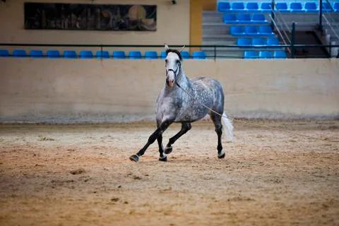 Functionality testing of horses of purebred spanish, spain 写真素材