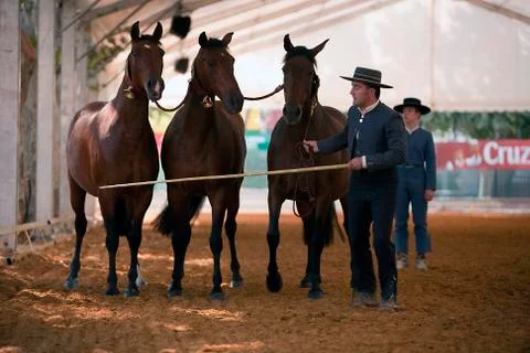 Functionality testing of horses of purebred spanish, spain 写真素材