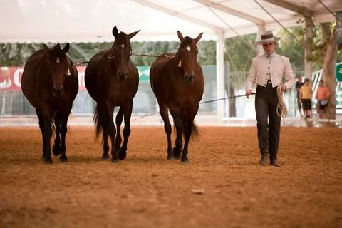 Functionality testing of horses of purebred spanish, spain 写真素材