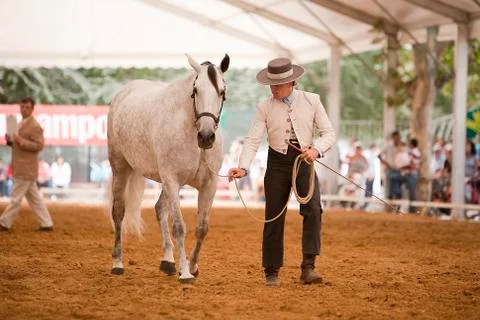 Functionality testing of horses of purebred spanish, spain 写真素材