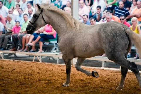 Functionality testing of horses of purebred spanish, spain 写真素材
