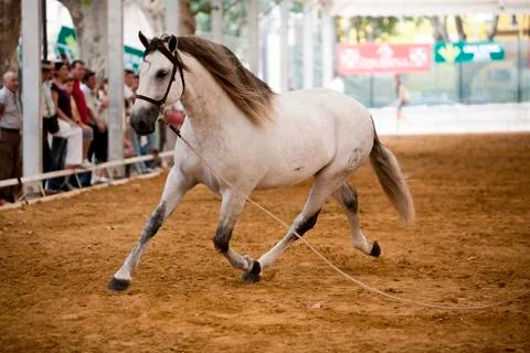 Functionality testing of horses of purebred spanish, spain 写真素材