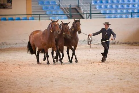 Functionality testing of horses of purebred spanish, spain 写真素材