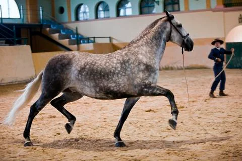 Functionality testing of horses of purebred spanish, spain 写真素材