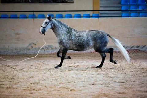 Functionality testing of horses of purebred spanish, spain 写真素材