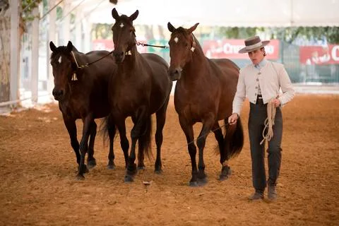 Functionality testing of horses of purebred spanish, spain Stockfoto's
