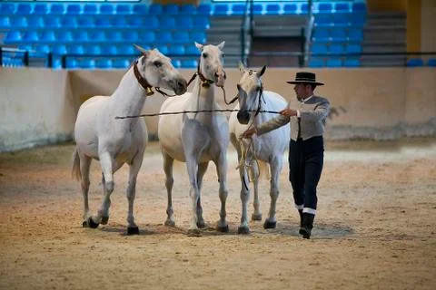 Functionality testing of horses of purebred spanish, spain 写真素材