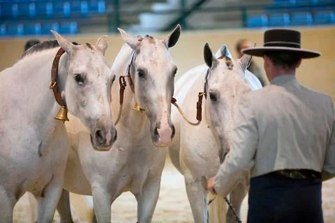 Functionality testing of horses of purebred spanish, spain 写真素材