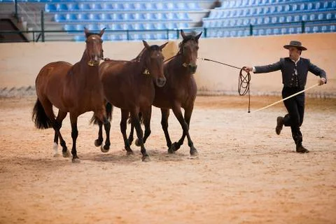 Functionality testing of horses of purebred spanish, spain 写真素材
