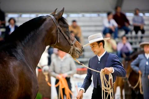 Functionality testing of horses of purebred spanish, spain 写真素材