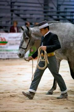 Functionality testing of horses of purebred spanish, spain 写真素材