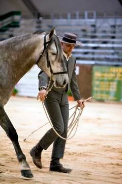 Functionality testing of horses of purebred spanish, spain 写真素材