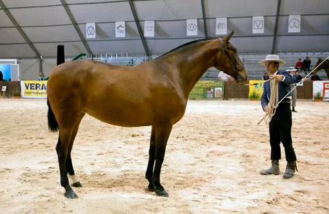Functionality testing of horses of purebred spanish, spain Stockfoto's