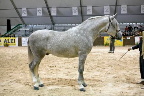 Functionality testing of horses of purebred spanish, spain 写真素材