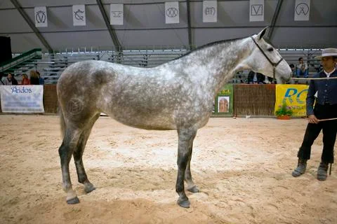 Functionality testing of horses of purebred spanish, spain 写真素材