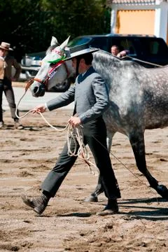 Functionality testing of horses of purebred spanish, spain 写真素材