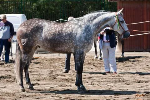 Functionality testing of horses of purebred spanish, spain 写真素材