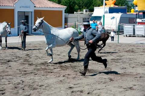Functionality testing of horses of purebred spanish, spain 写真素材