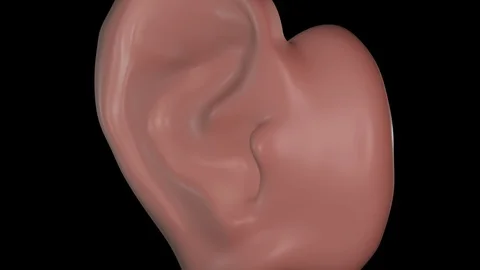 Functioning and Rupture of the Ear Drum Stock Footage 122498580