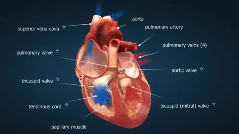 Functioning of heart 3D animation Stock Footage 303073927