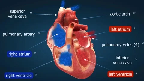 Functioning of the heart Video stock 282127707