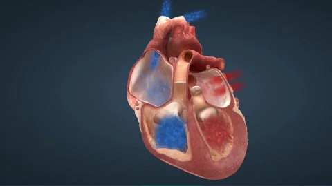 Functioning of heart valves Stock Footage 260255348