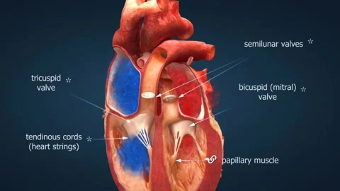 Functioning of the heart valves Video stock 303075321