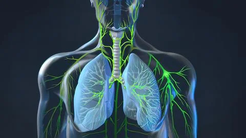 The functioning of the human body lymphatic system on black background Stock Illustration